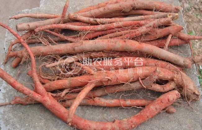 怒江丹参种植基地供应10吨图8