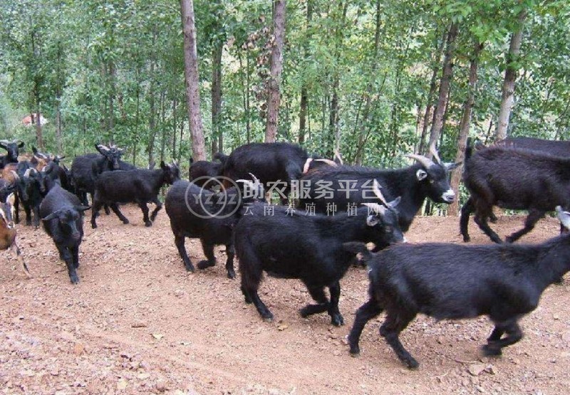 保山黑山养殖专业合作社供应量 500只图4
