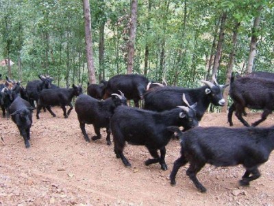 保山黑山养殖专业合作社供应量 500只图4