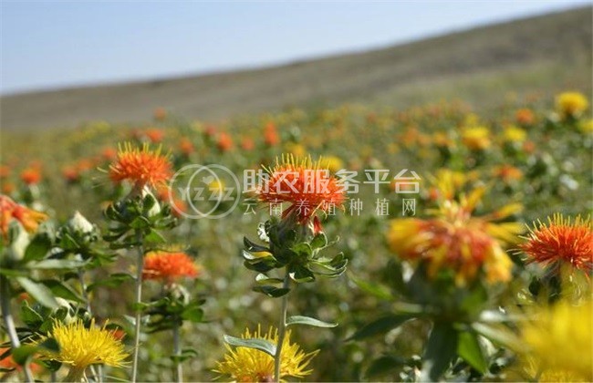 怒江红花种植基地供应3吨图1