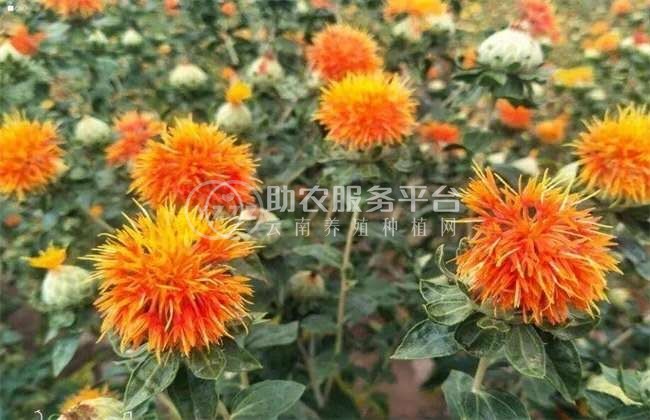 怒江红花种植基地供应3吨图2