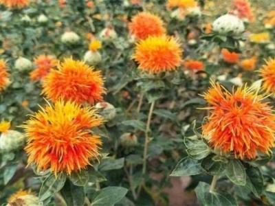 怒江红花种植基地供应3吨图2