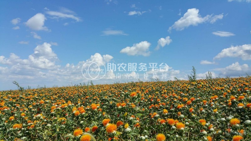 怒江红花种植基地供应3吨图3