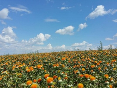怒江红花种植基地供应3吨图3