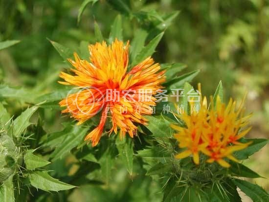 怒江红花种植基地供应3吨图4
