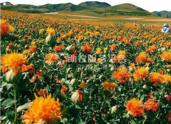 怒江红花种植基地供应3吨图5