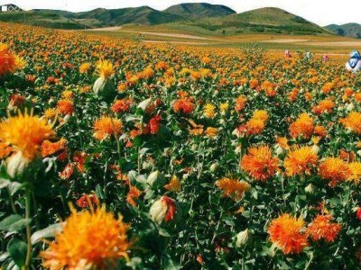 怒江红花种植基地供应3吨图5