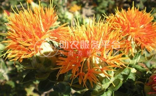 怒江红花种植基地供应3吨图6
