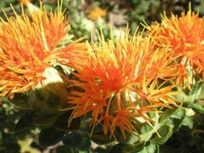 怒江红花种植基地供应3吨图6