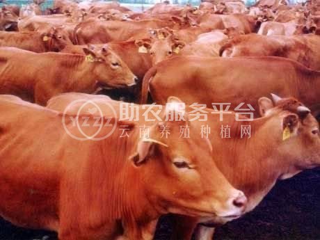 保山黄牛养殖专业合作社 供应量200头图1