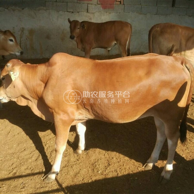 保山黄牛养殖专业合作社 供应量200头图3