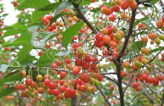 怒江樱桃种植基地供应5吨图1