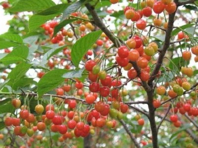怒江樱桃种植基地供应5吨