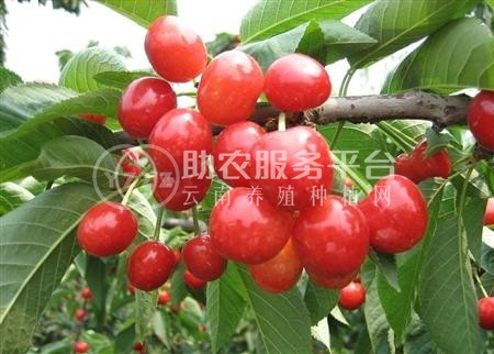 怒江樱桃种植基地供应5吨图2
