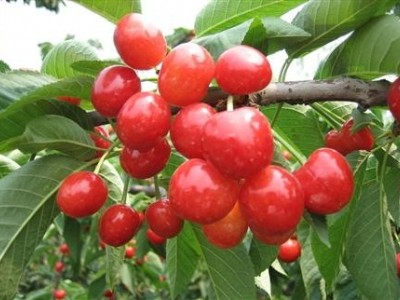 怒江樱桃种植基地供应5吨图2