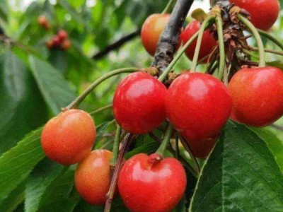 怒江樱桃种植基地供应5吨图3