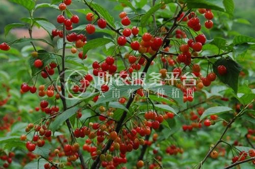怒江樱桃种植基地供应5吨图4