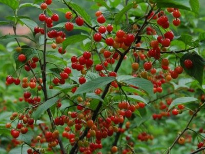怒江樱桃种植基地供应5吨图4