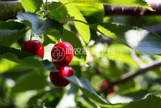 怒江樱桃种植基地供应5吨图5