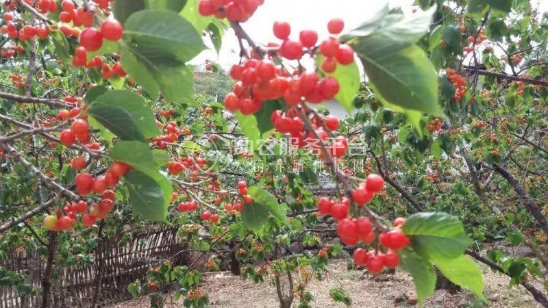 怒江樱桃种植基地供应5吨图6