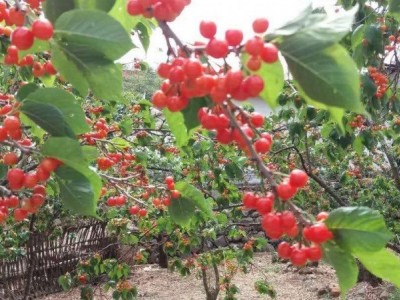 怒江樱桃种植基地供应5吨图6