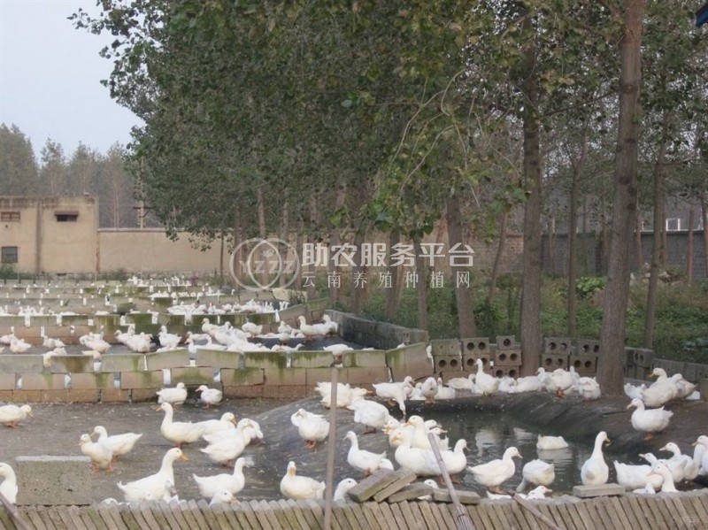 保山鸭子鸭子专业合作社 供应量1000只图2