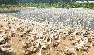 保山鸭子鸭子专业合作社 供应量1000只图3