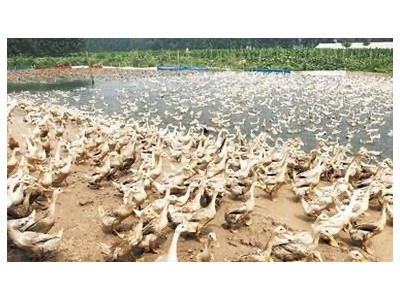 保山鸭子鸭子专业合作社 供应量1000只图3