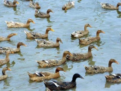 保山鸭子鸭子专业合作社 供应量1000只图4