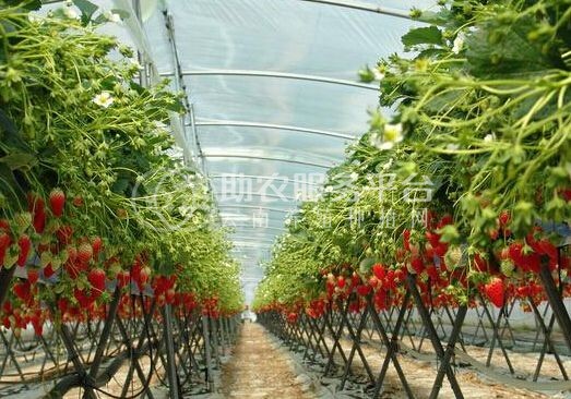 怒江草莓种植基地供应15吨图4