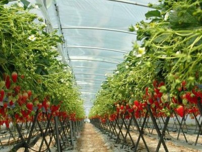 怒江草莓种植基地供应15吨图4