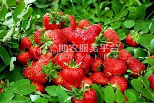 怒江草莓种植基地供应15吨图5