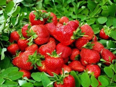 怒江草莓种植基地供应15吨图5