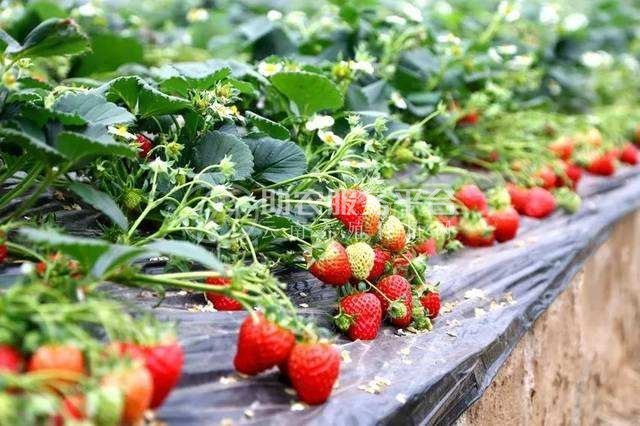 怒江草莓种植基地供应15吨图6