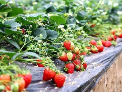 怒江草莓种植基地供应15吨图6