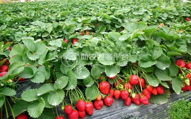 怒江草莓种植基地供应15吨图7