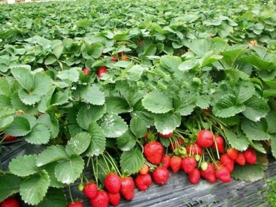 怒江草莓种植基地供应15吨图7