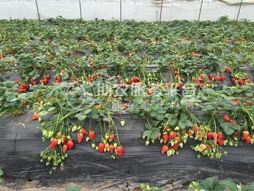 怒江草莓种植基地供应15吨图8