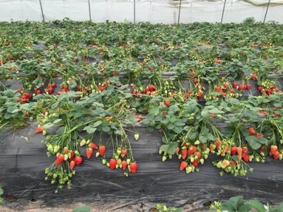 怒江草莓种植基地供应15吨图8