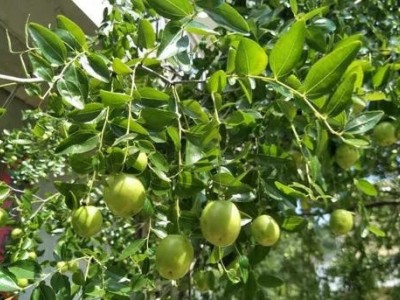 红河枣子种植基地 供应量7吨图2