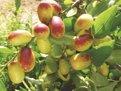 红河枣子种植基地 供应量7吨图5