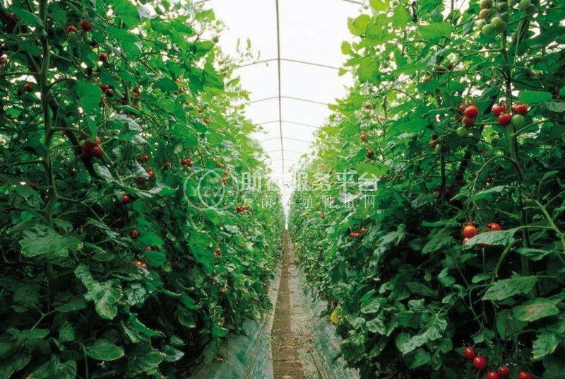 怒江圣女果种植基地供应15吨图1