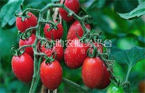 怒江圣女果种植基地供应15吨图2