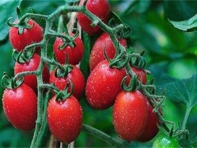怒江圣女果种植基地供应15吨图2