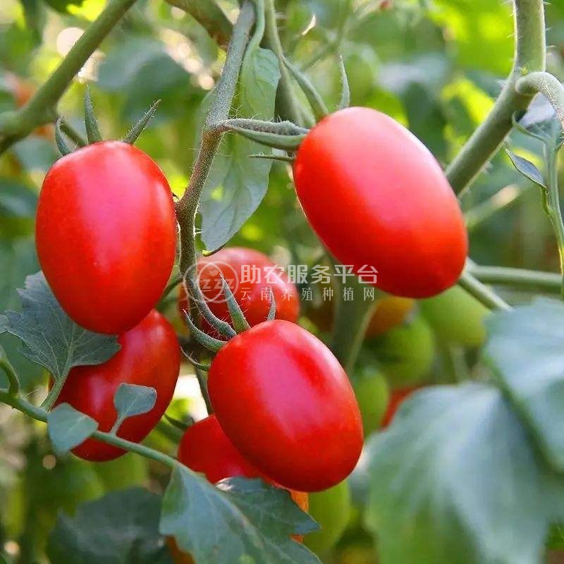 怒江圣女果种植基地供应15吨图3