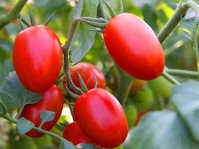 怒江圣女果种植基地供应15吨图3