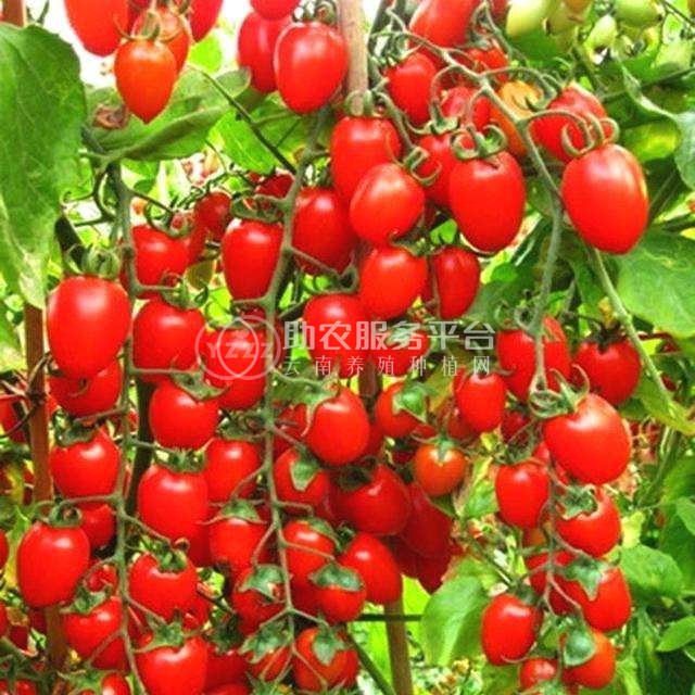 怒江圣女果种植基地供应15吨图4