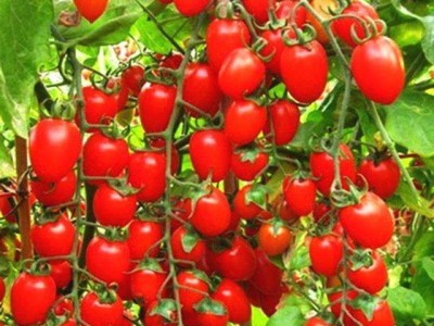 怒江圣女果种植基地供应15吨图4