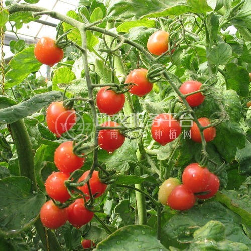 怒江圣女果种植基地供应15吨图5