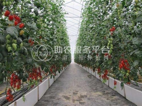 怒江圣女果种植基地供应15吨图6